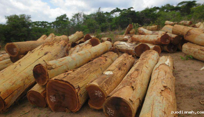 原木板材进口报关