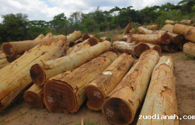 2018原木钣材进口报关出口难进口更难