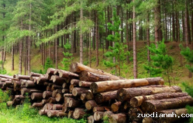 广州贸易公司-微凹黄檀进口报关案例